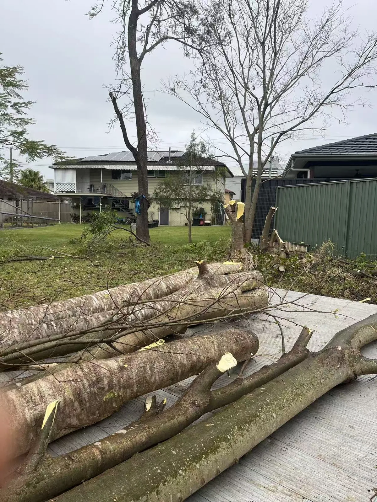 Large tree sections laid out in a residential yard after removal