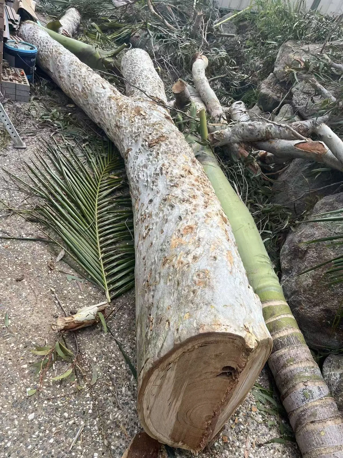 Close-up of a large cut trunk section on a residential job site