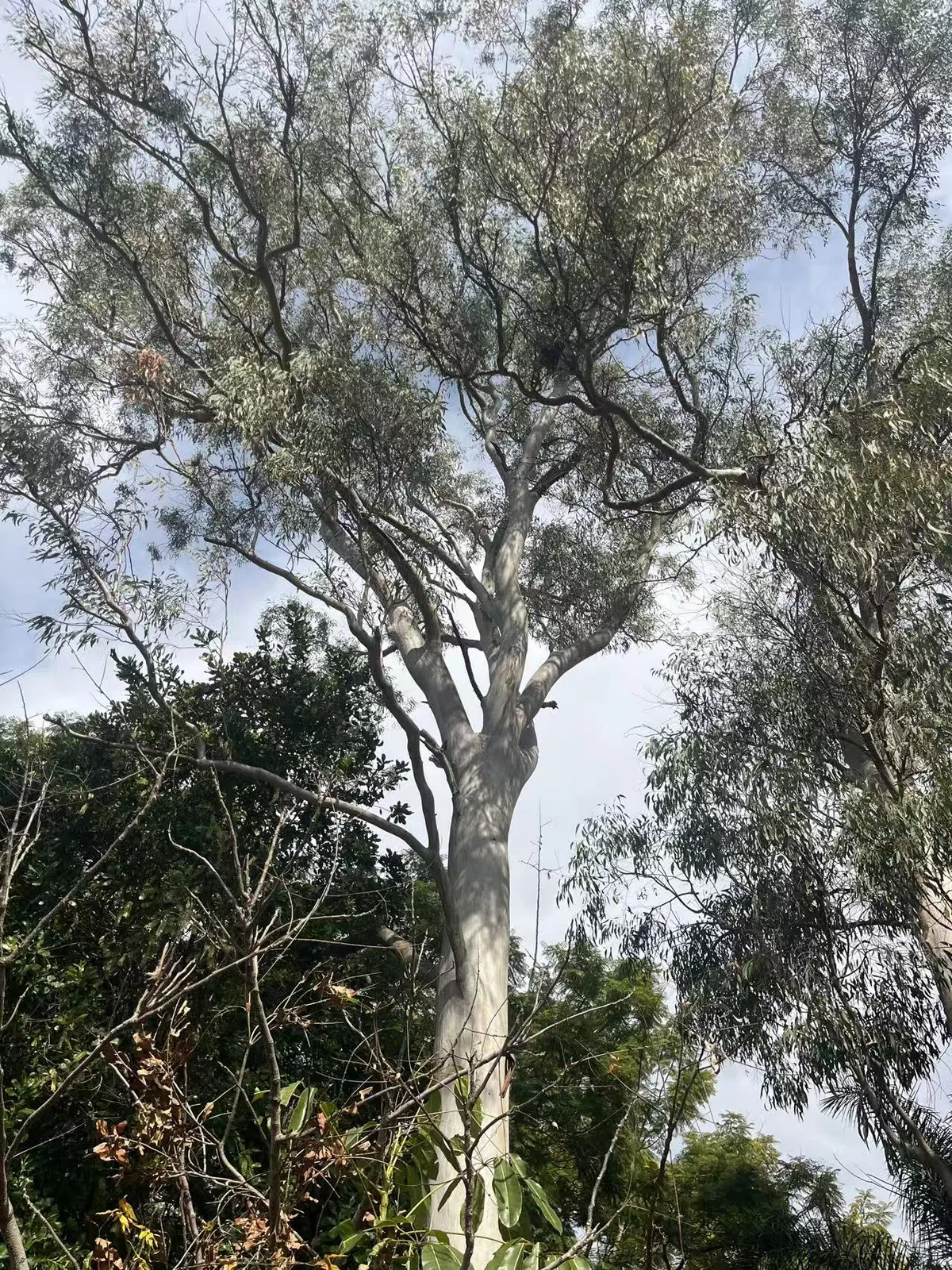 Very tall smooth-trunk tree before residential tree work