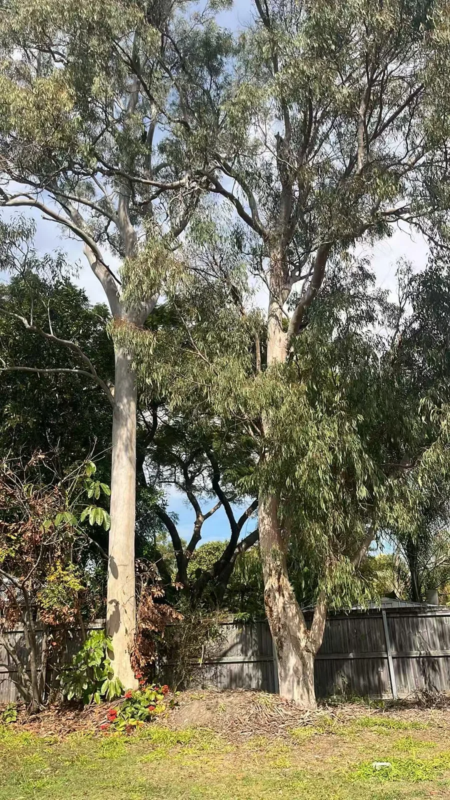 Large eucalyptus canopy above a suburban residential boundary