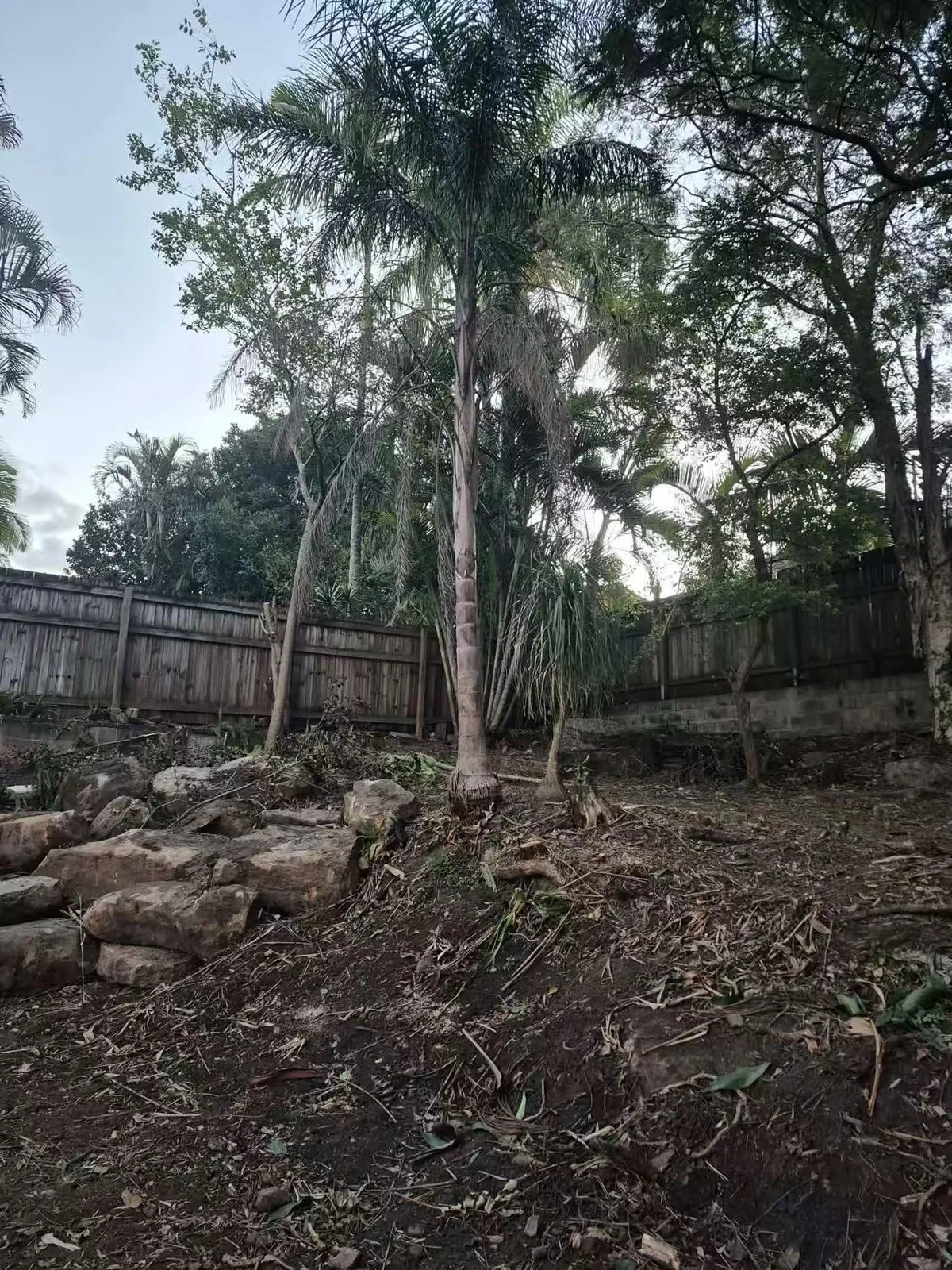 Cluster of palms near a timber fence before pruning or removal