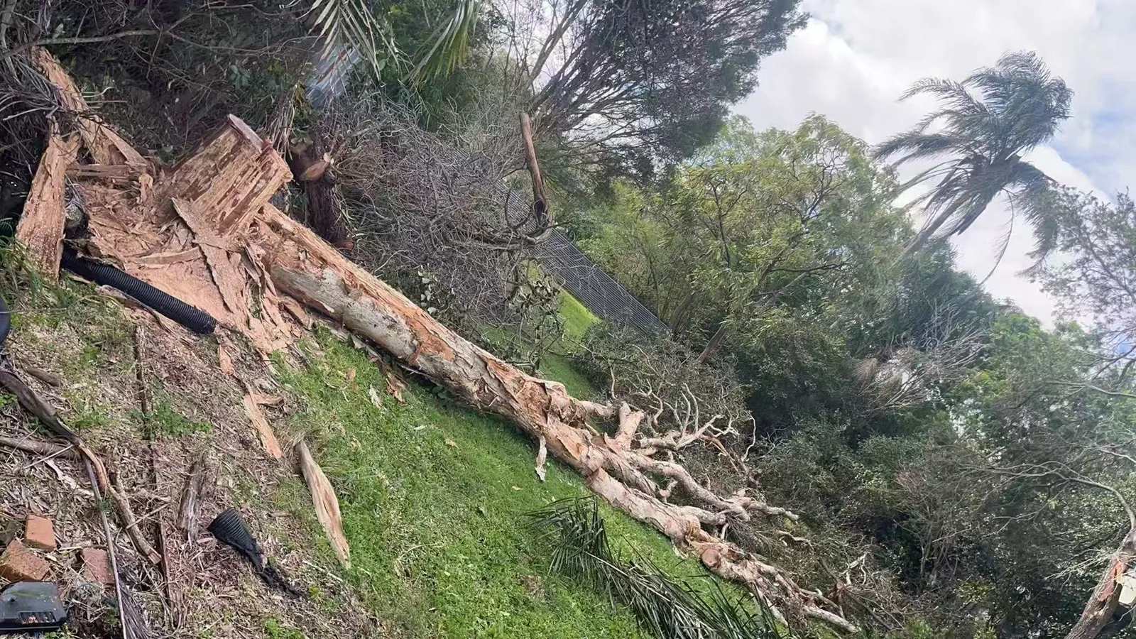 Boundary trees close to fences and nearby vegetation